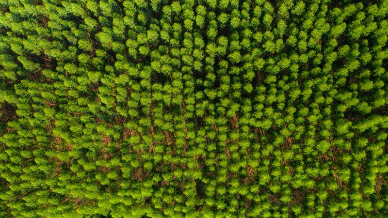 Floresta plantada vista de cima